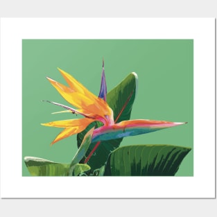 Strelitzia or Bird of Paradise Posters and Art